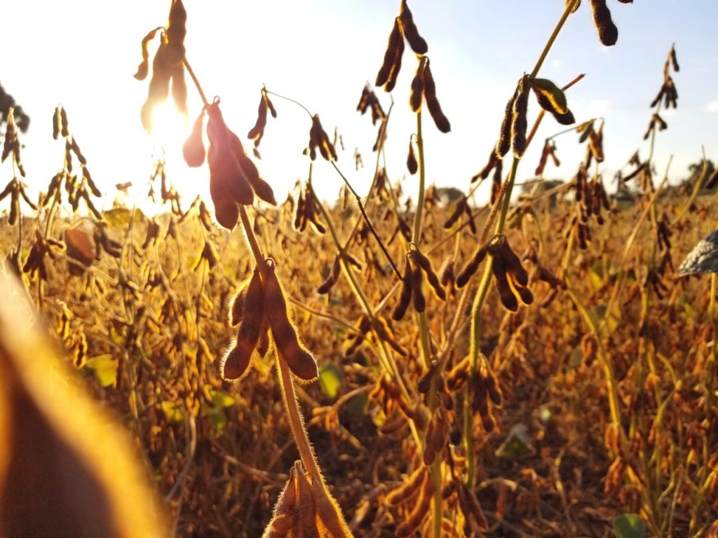 Esmagamento De Soja Dos Eua Em Fevereiro Atinge Mi Bushels Diz